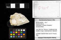 Foto (Objekt + Etiketten) von Goniodromites sp. 